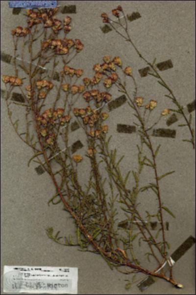 URN_catalog_HBHinton_herbarium_19837.jpg.jpg