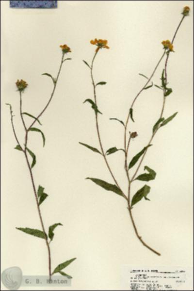URN_catalog_HBHinton_herbarium_22582.jpg.jpg