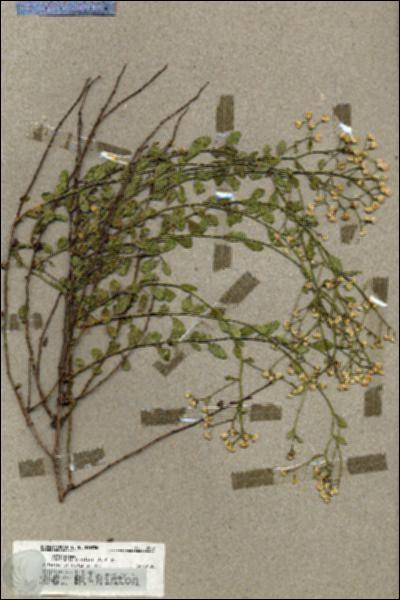 URN_catalog_HBHinton_herbarium_19802.jpg.jpg