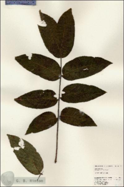 URN_catalog_HBHinton_herbarium_25099.jpg.jpg