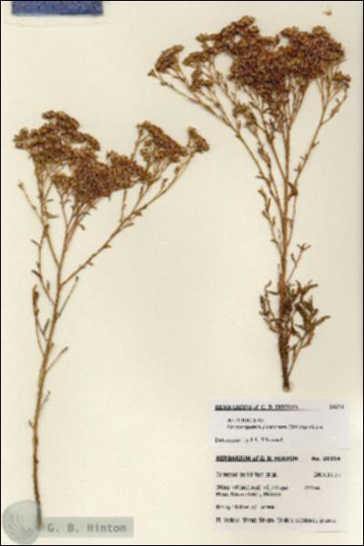 URN_catalog_HBHinton_herbarium_28314.jpg.jpg
