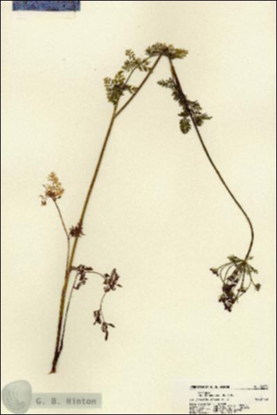 URN_catalog_HBHinton_herbarium_22230.jpg.jpg