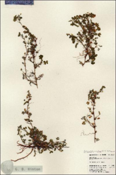 URN_catalog_HBHinton_herbarium_24020.jpg.jpg