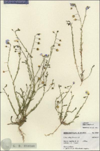 URN_catalog_HBHinton_herbarium_27037.jpg.jpg