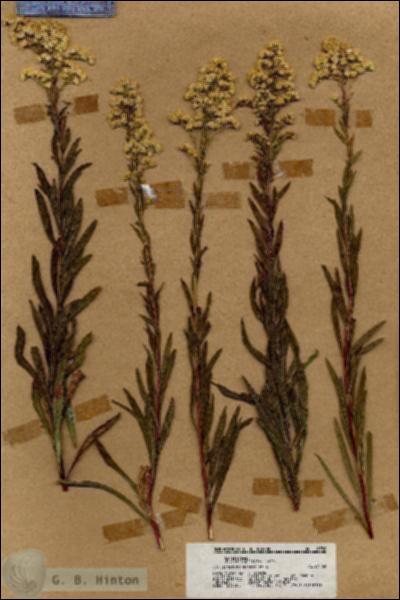 URN_catalog_HBHinton_herbarium_18780.jpg.jpg