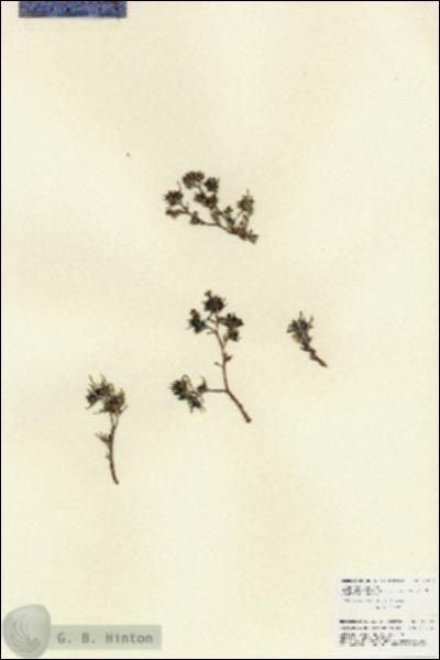 URN_catalog_HBHinton_herbarium_27002.jpg.jpg