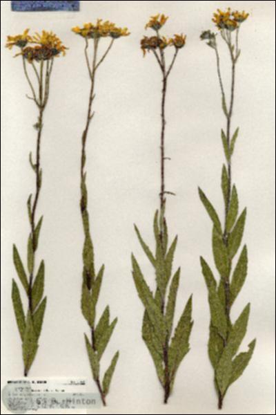 URN_catalog_HBHinton_herbarium_20495.jpg.jpg