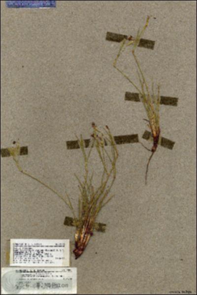 URN_catalog_HBHinton_herbarium_18295.jpg.jpg
