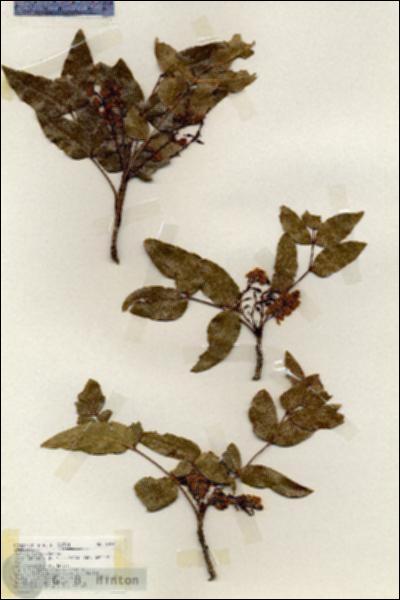 URN_catalog_HBHinton_herbarium_19220.jpg.jpg