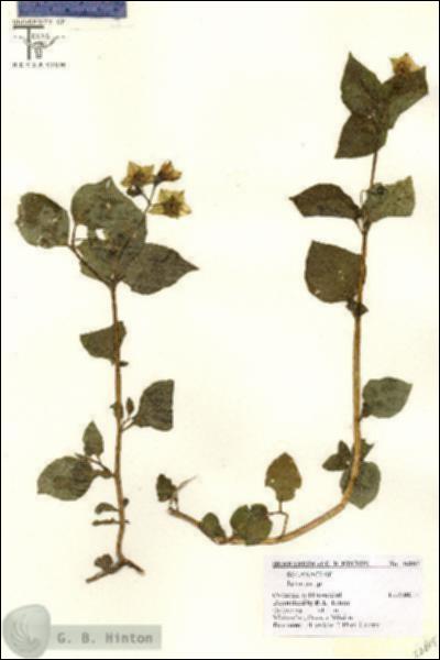 URN_catalog_HBHinton_herbarium_26805.jpg.jpg