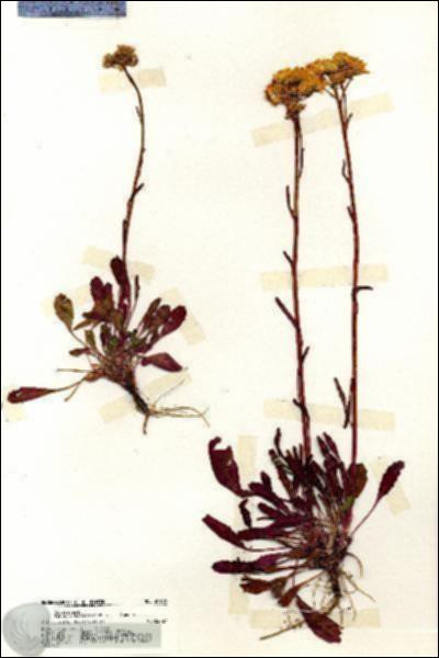 URN_catalog_HBHinton_herbarium_20188.jpg.jpg