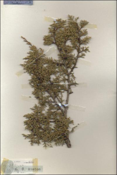 URN_catalog_HBHinton_herbarium_18102.jpg.jpg