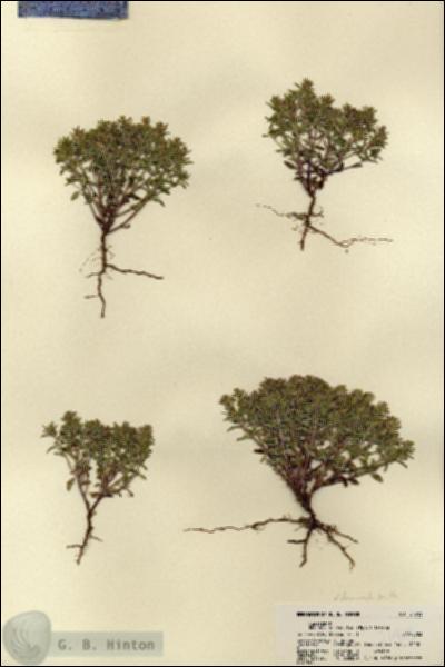 URN_catalog_HBHinton_herbarium_21913.jpg.jpg