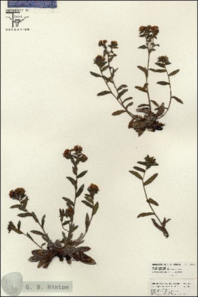URN_catalog_HBHinton_herbarium_26531.jpg.jpg