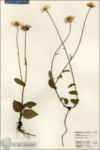 URN_catalog_HBHinton_herbarium_23151.jpg.jpg