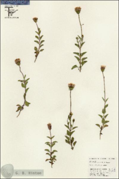 URN_catalog_HBHinton_herbarium_25548.jpg.jpg