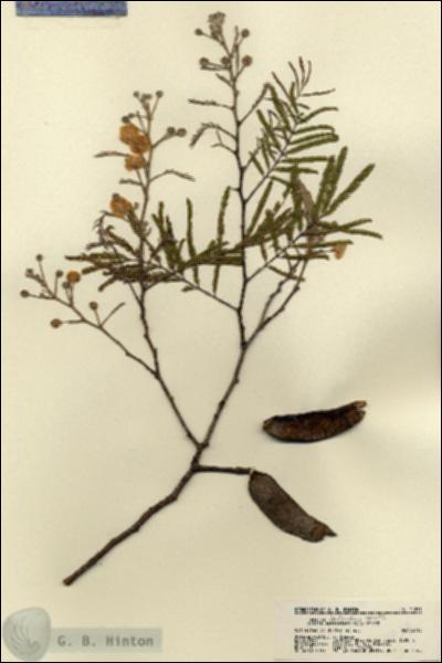 URN_catalog_HBHinton_herbarium_21833.jpg.jpg