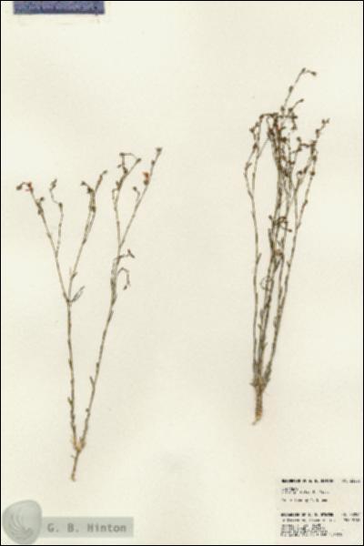 URN_catalog_HBHinton_herbarium_23256.jpg.jpg