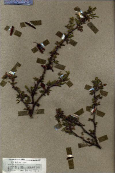URN_catalog_HBHinton_herbarium_19611.jpg.jpg