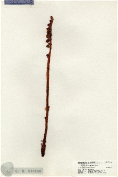 URN_catalog_HBHinton_herbarium_20456.jpg.jpg