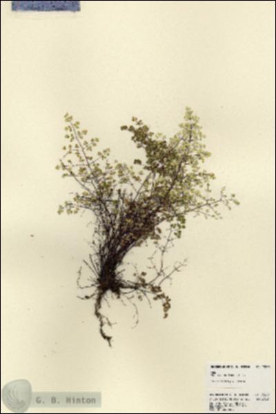 URN_catalog_HBHinton_herbarium_23260.jpg.jpg