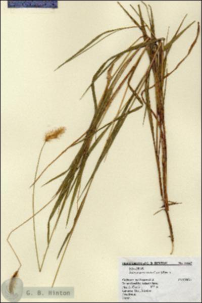 URN_catalog_HBHinton_herbarium_14667.jpg.jpg
