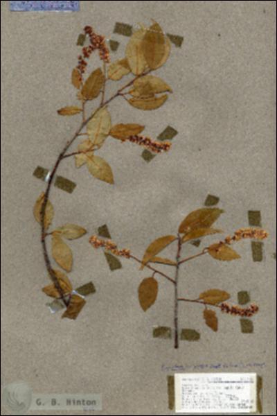 URN_catalog_HBHinton_herbarium_17001.jpg.jpg