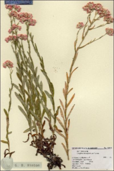 URN_catalog_HBHinton_herbarium_20012.jpg.jpg