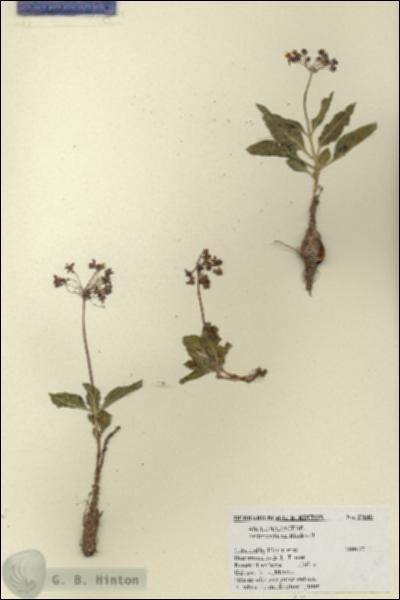 URN_catalog_HBHinton_herbarium_27640.jpg.jpg