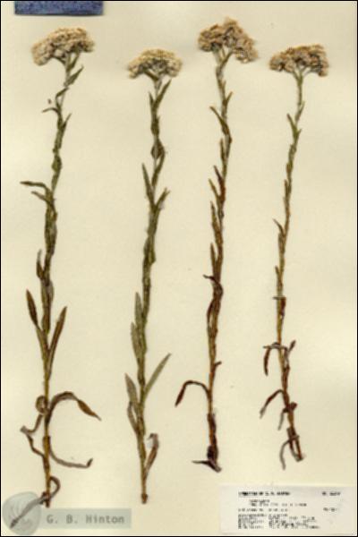 URN_catalog_HBHinton_herbarium_22399.jpg.jpg
