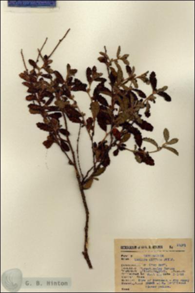URN_catalog_HBHinton_herbarium_13081.jpg.jpg