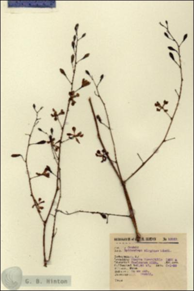 URN_catalog_HBHinton_herbarium_13757.jpg.jpg
