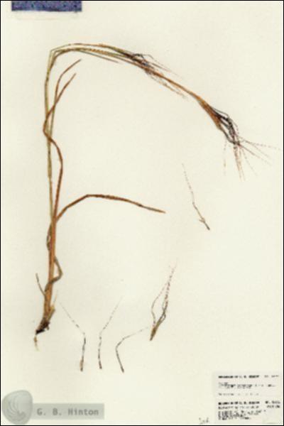 URN_catalog_HBHinton_herbarium_23772.jpg.jpg