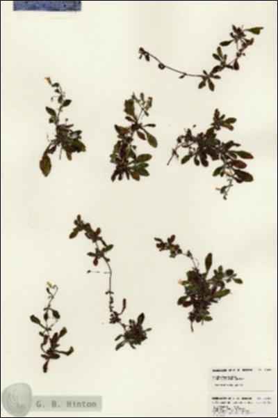 URN_catalog_HBHinton_herbarium_25038.jpg.jpg