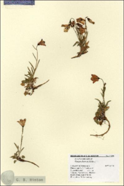 URN_catalog_HBHinton_herbarium_17306.jpg.jpg