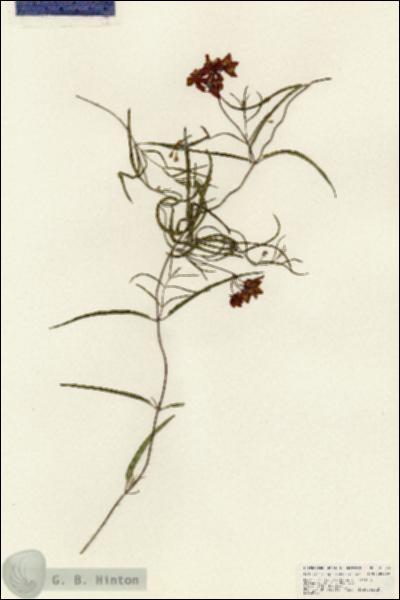 URN_catalog_HBHinton_herbarium_25343.jpg.jpg