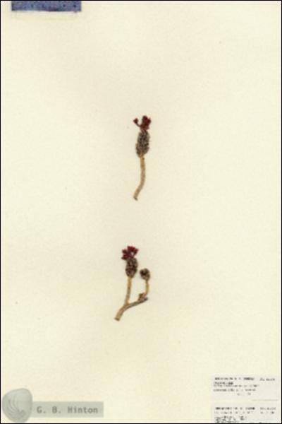 URN_catalog_HBHinton_herbarium_20468.jpg.jpg