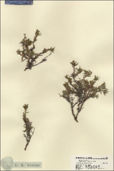URN_catalog_HBHinton_herbarium_21855.jpg.jpg