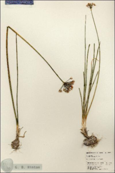 URN_catalog_HBHinton_herbarium_25663.jpg.jpg