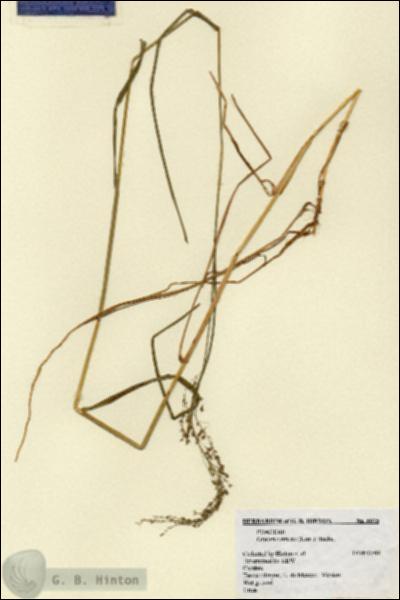 URN_catalog_HBHinton_herbarium_6075.jpg.jpg