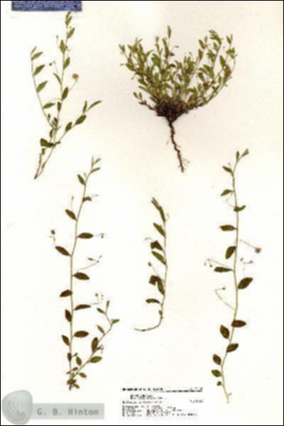URN_catalog_HBHinton_herbarium_21116.jpg.jpg