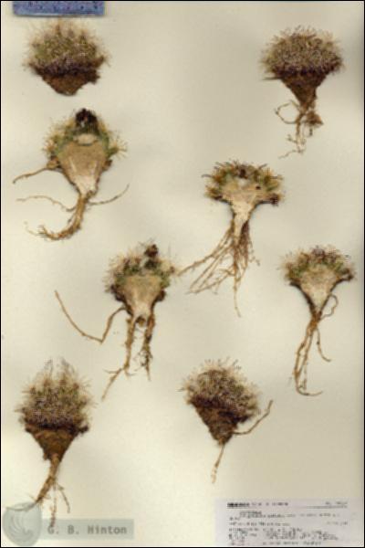 URN_catalog_HBHinton_herbarium_27117.jpg.jpg