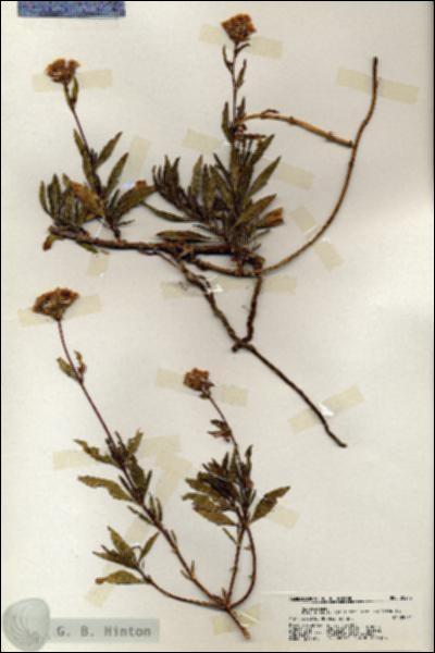 URN_catalog_HBHinton_herbarium_20213.jpg.jpg