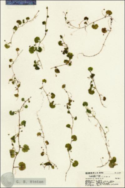 URN_catalog_HBHinton_herbarium_21699.jpg.jpg