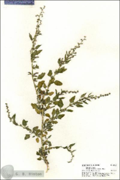 URN_catalog_HBHinton_herbarium_20806.jpg.jpg