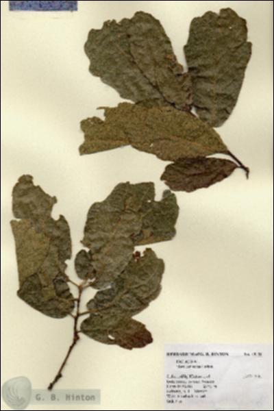 URN_catalog_HBHinton_herbarium_19136.jpg.jpg