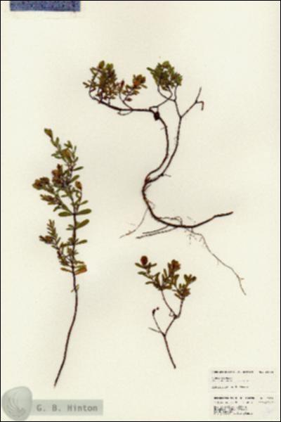 URN_catalog_HBHinton_herbarium_24665.jpg.jpg