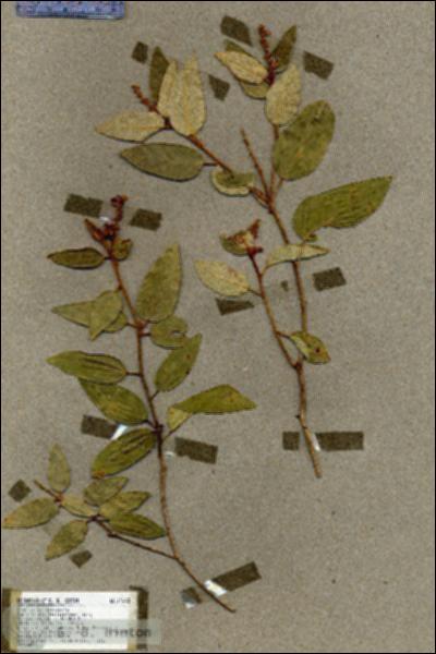 URN_catalog_HBHinton_herbarium_17642.jpg.jpg