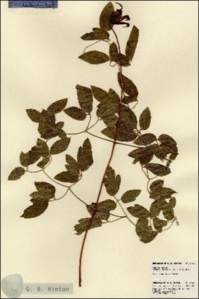 URN_catalog_HBHinton_herbarium_21922.jpg.jpg