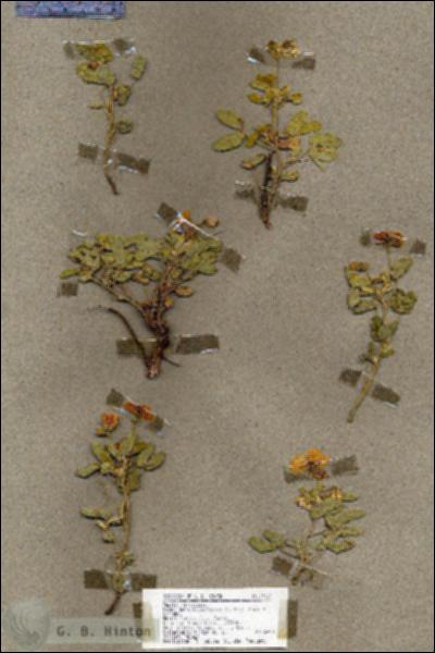 URN_catalog_HBHinton_herbarium_19127.jpg.jpg